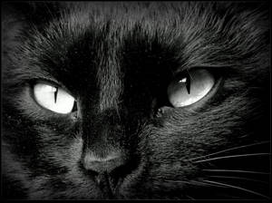 My Cat Eyes_ BW by JocelyneR My Cat Eyes_ BW by JocelyneR