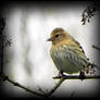 Pine Siskin Before Heading South