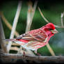 Purple Finch at Easter