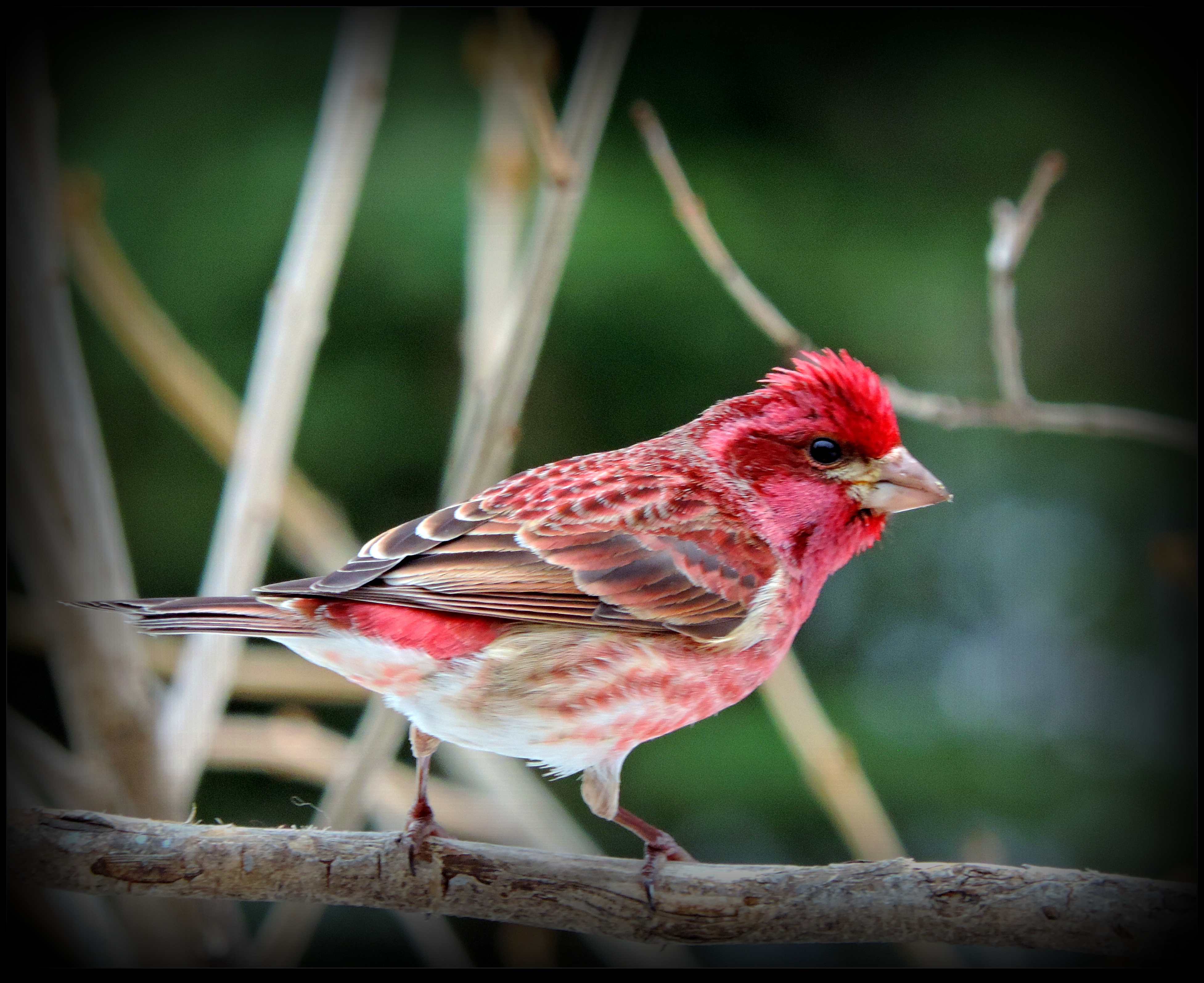 Purple Finch at Easter