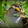 White-throated Sparrow - close-up