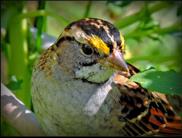 White-throated Sparrow - close-up