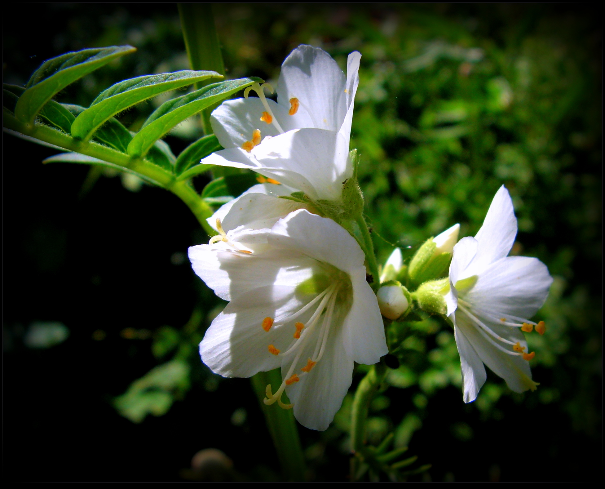 Tiny June Flowers - Light and Shadow