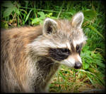 Baby Raccoon now Alone by JocelyneR