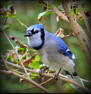 The Blue Jay by JocelyneR