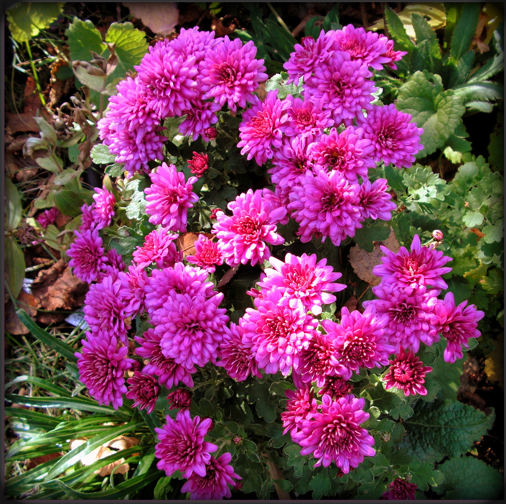 Fall Chrysanthenums