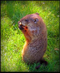 Baby Groundhog Eating by JocelyneR