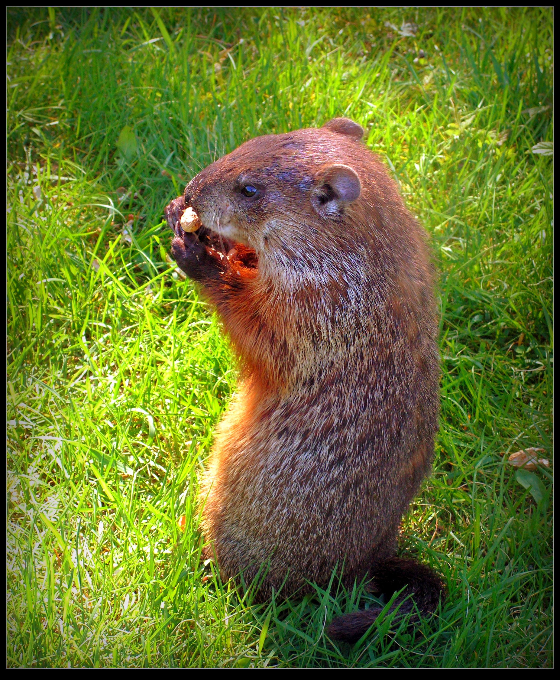 Baby Groundhog Eating