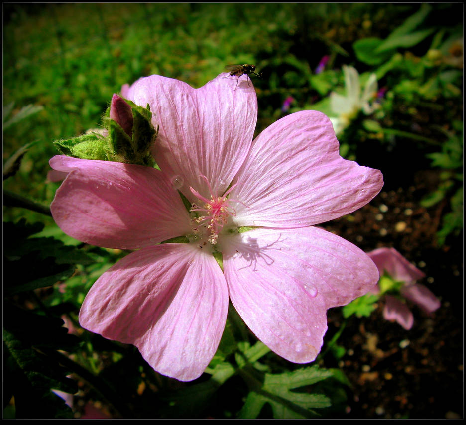 Beautiful Malva in Spring. by JocelyneR