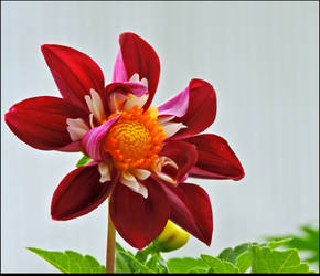 Lovely Dahlia