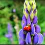 Ladybug On A Blooming Lupine