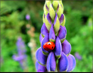 Ladybug On A Blooming Lupine by JocelyneR