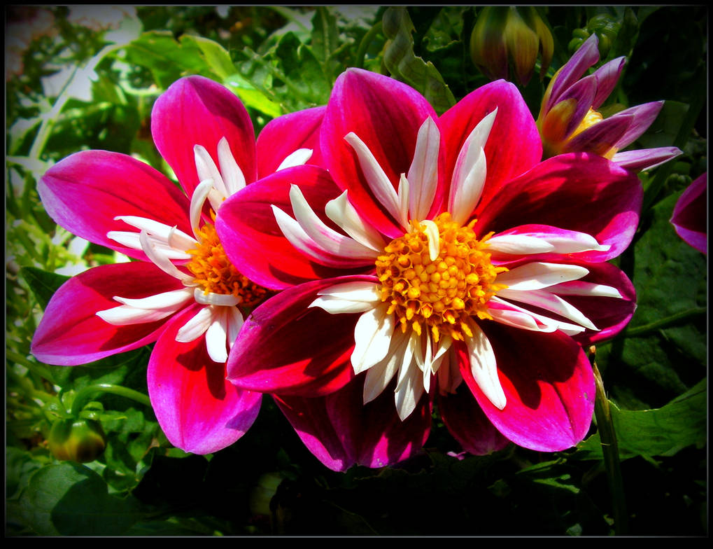 The Pearls Of My Summer by JocelyneR The Pearls Of My Summer by JocelyneR