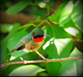 A Male Hummingbird