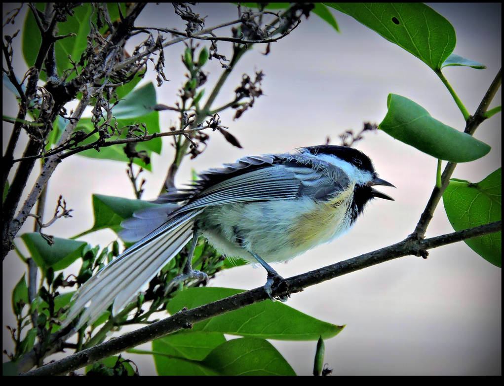 Chickadee singing. by JocelyneR