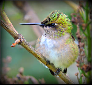 Fluffy Hummingbird by JocelyneR