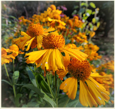 Yellow Blanket Flowers