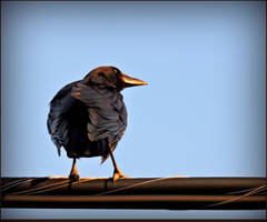 Raven on a wire