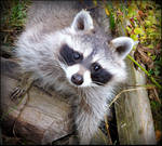 Another Orphan Baby Raccoon by JocelyneR