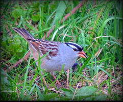 White-Crowned Sparrow