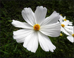 Exhuberant Cosmos 2