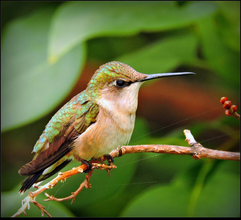 Female Hummingbird by JocelyneR
