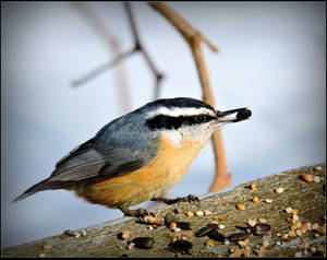 Red-breasted Nuthatch by JocelyneR