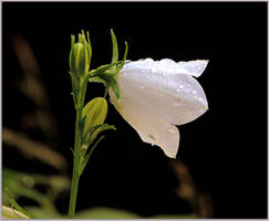 Wet Campanula