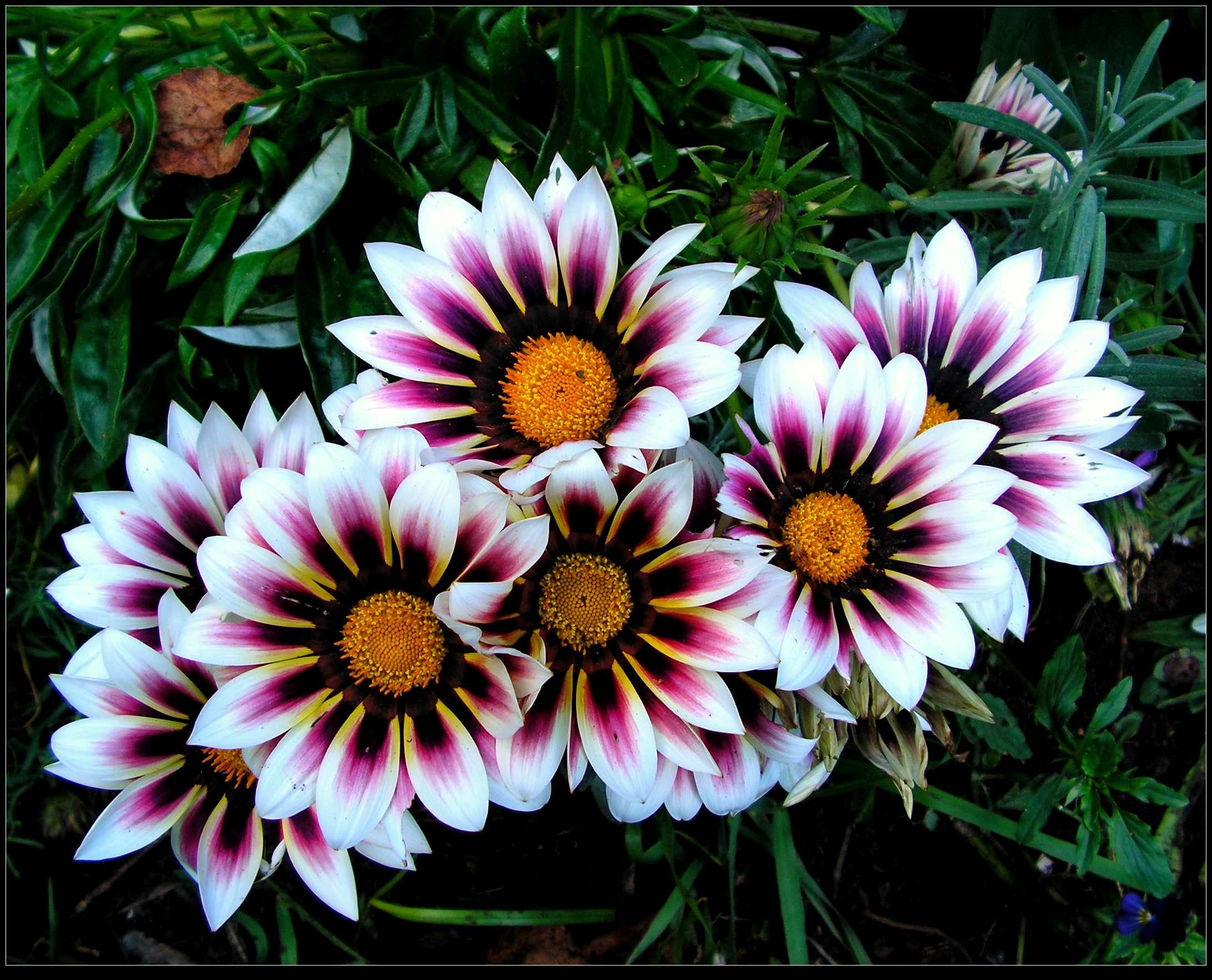 Bouquet of Sunny Gazanias