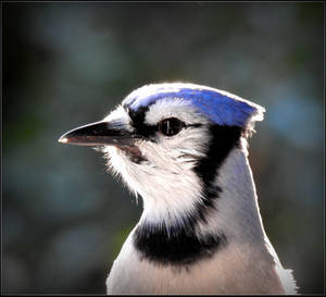 A Beautiful Head