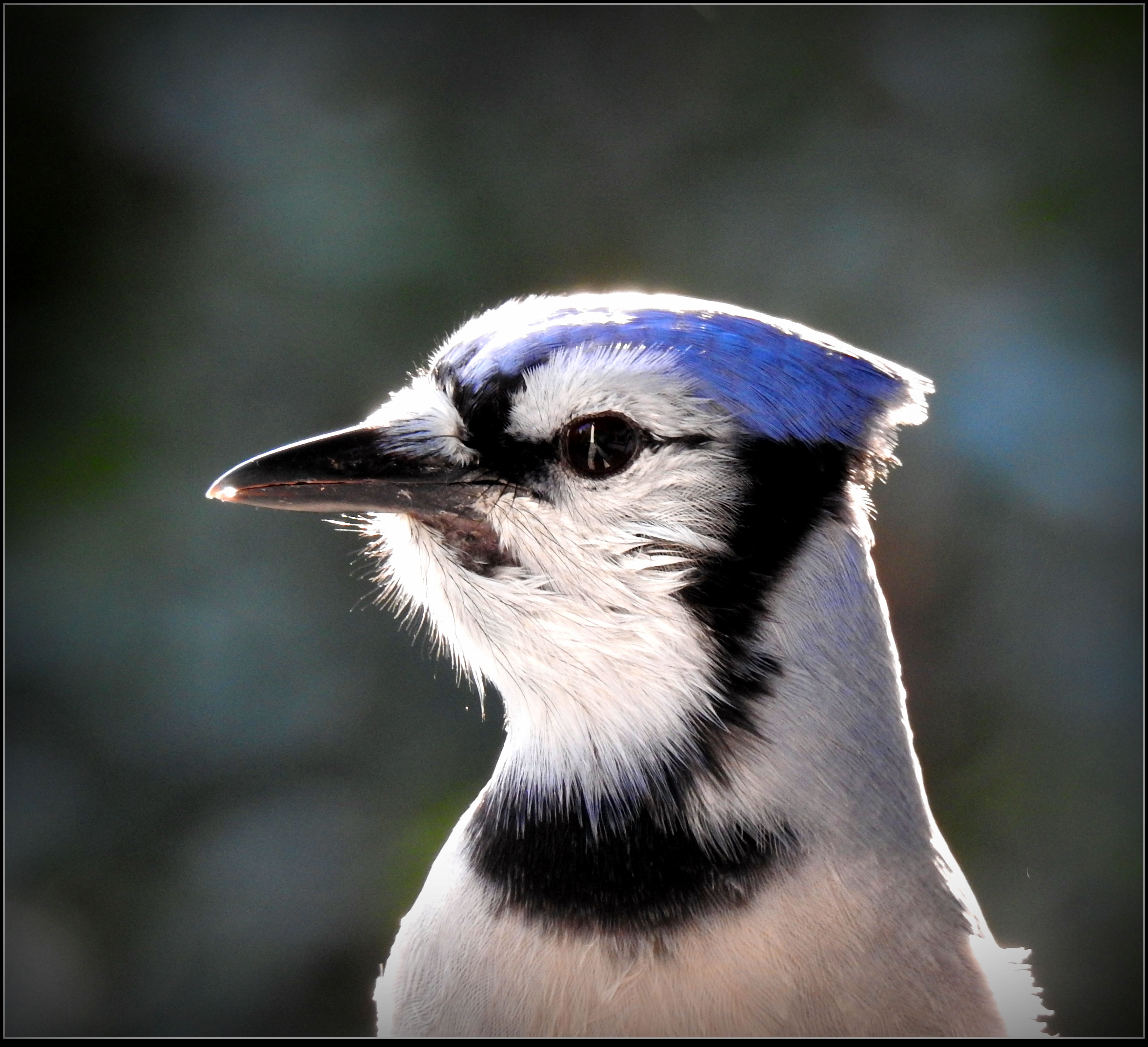 A Beautiful Head