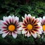 ZZZ-Trio of Gazanias