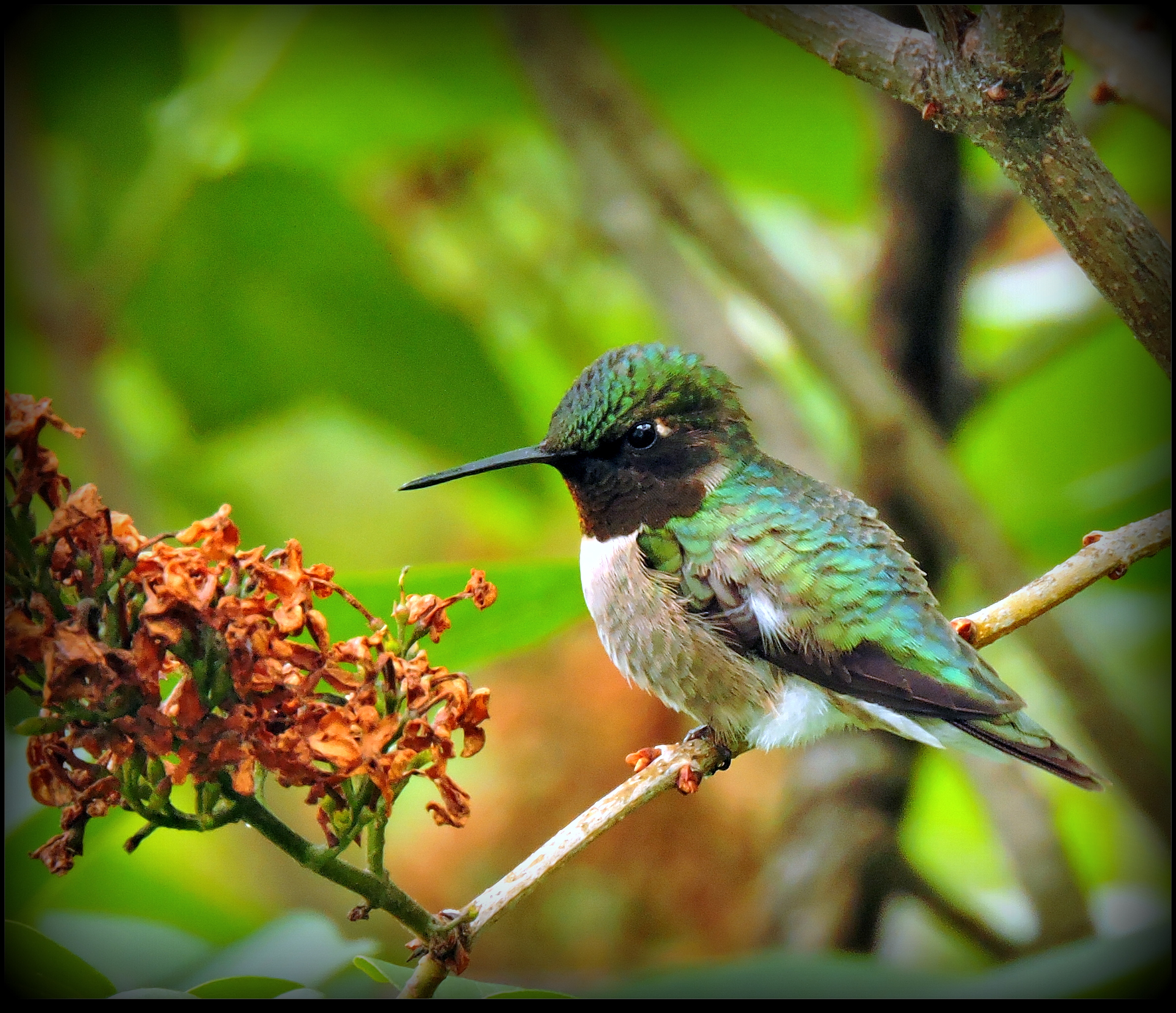 Male Hummingbird