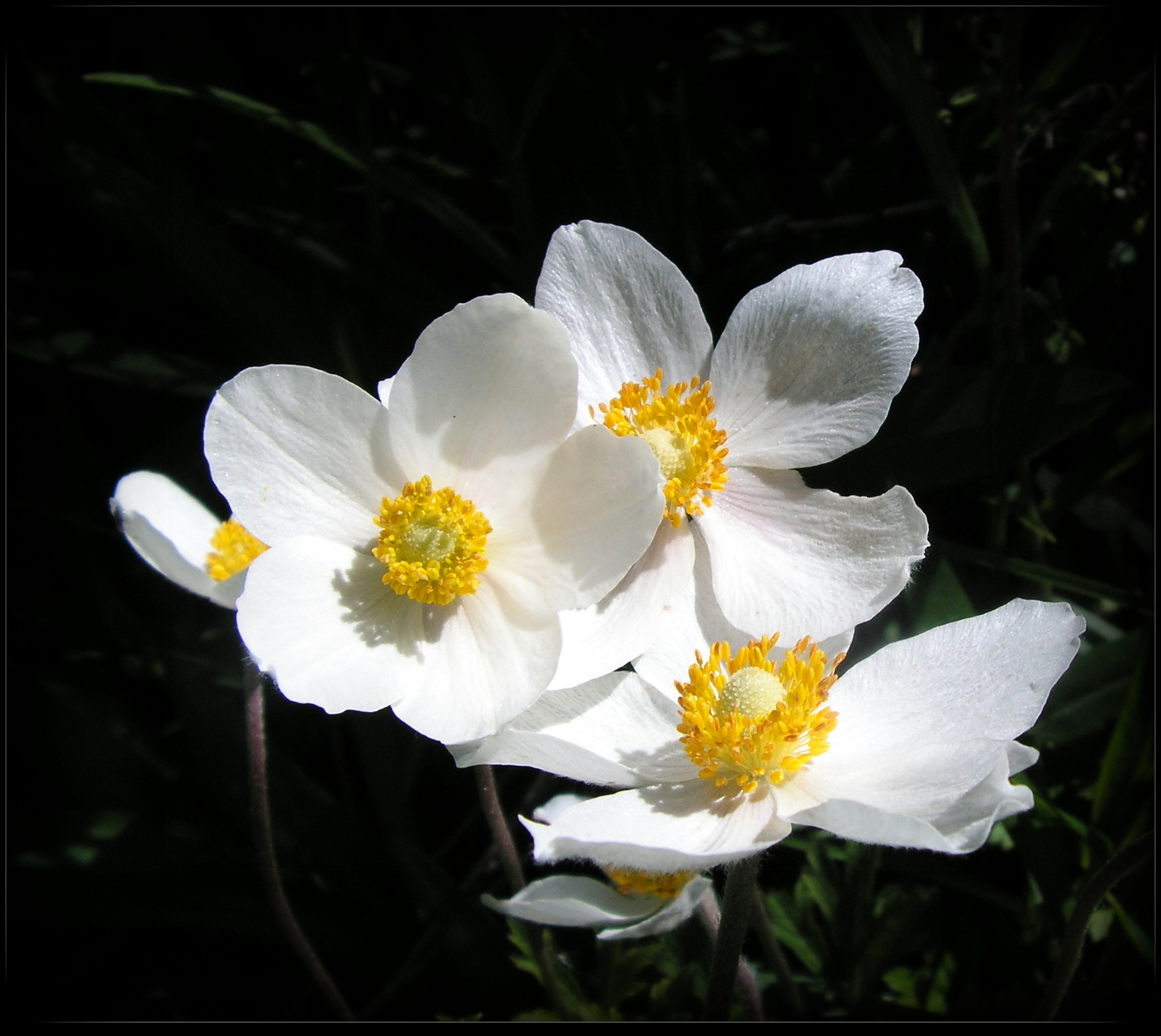 Spring Anemones