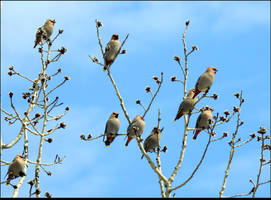 A Flock Of Cedar Waxwings