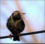 Early European Starling by JocelyneR