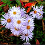 Autumn Asters