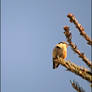 Nuthatch