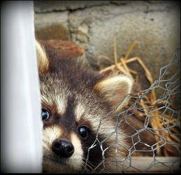 Peekaboo!  A baby!