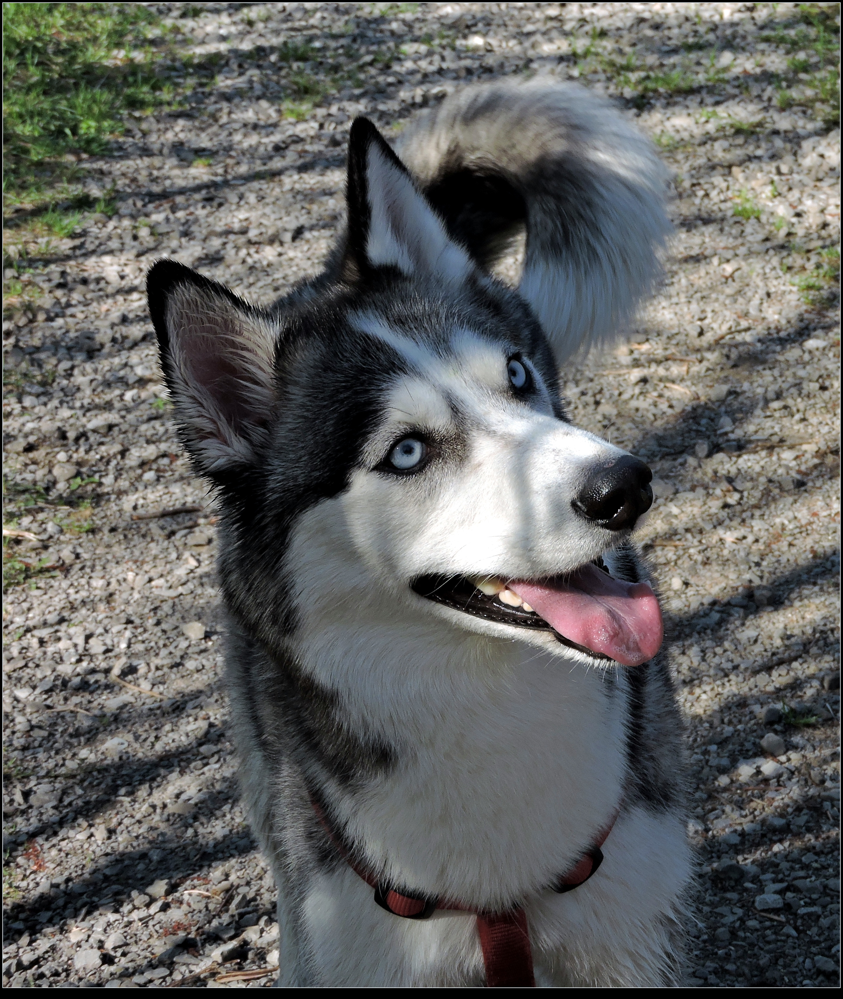 Siberian Husky - close-up