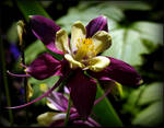 Pretty Columbine - light and shadow by JocelyneR