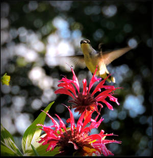 The Hummer And The Flowers