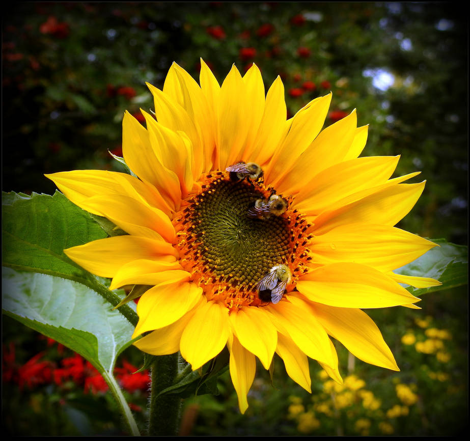 Greedy Bees On The Sunflower by JocelyneR