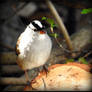 White-crowned Sparrow