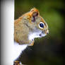 Hungry Squirrel 2