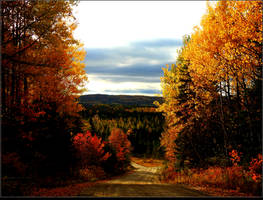 Forest Road At Sunset