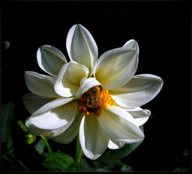 The Dahlia And The Bee