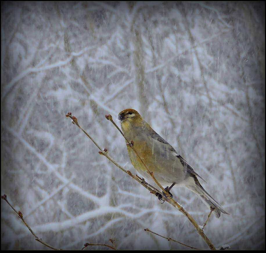 Pine Siskin Happy New Year