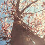 Cherry Tree