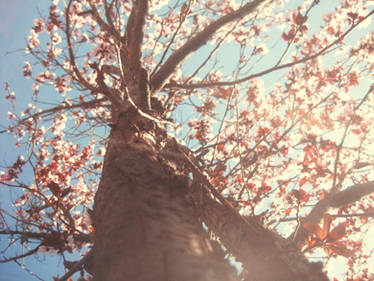 Cherry Tree